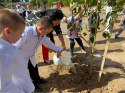 В Волжском высадят тысячи деревьев и кустарников