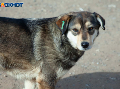 Волжане подают обращения против эвтаназии собак