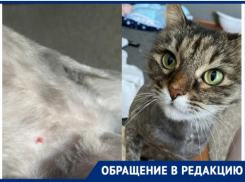 «Грумер отрезал моей кошке сосок»,- волжанка рассказала о неудачной стрижке