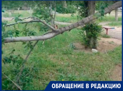 Сломанное дерево угрожает маленьким волжанам