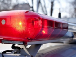 Банда гастролёров с щенками и котятами орудует на улицах Волжского