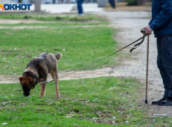 «Это крик бессилия!» Волжские зооволонтеры бьют тревогу из-за подкидышей