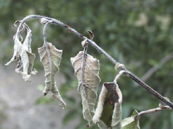 Деревьям Волжского поставили неутешительный диагноз