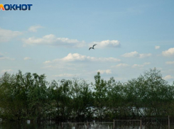 В Волжском продлили ограничение на посещение лесов