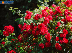 Ветер и немного дождя спрогнозировали в Волжском в выходную среду