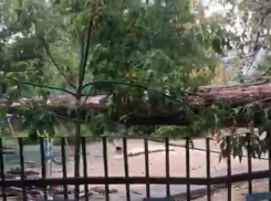 «Детей могло убить»: большое дерево рухнуло на детсад в Волжском - ВИДЕО