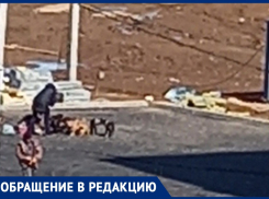 «Могут ребенка загрызть»: двор в Волжском превратился в псарню