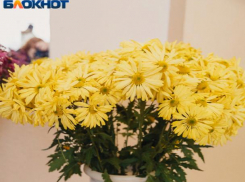 В Волжском пройдет традиционный «Бал хризантем»