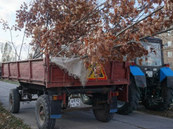 В Волжском появилась аллея краснолистных дубов