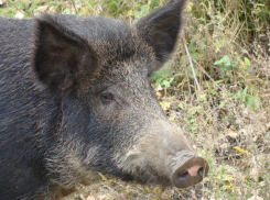 Жители Волжского смогут поохотиться на кабана