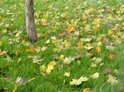 В четверг синоптики обещают волжанам пасмурную погоду