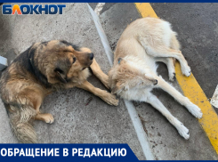 Тяжелая судьба хвостатого: добродушного пса Мишу, по которому проехался кроссовер, забрали в приют на пожизненное