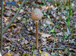В Волжском растет число пострадавших от отравления грибами