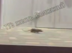 Волжский захлестнуло нашествие крыс