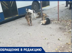 «В городе опасно ходить!»- волжане жалуются на огромные стаи собак, которые нападают на людей