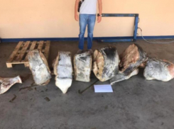 За 350 кг белуги и 95 литров икры обвиняемым грозит срок до 4 лет лишения свободы