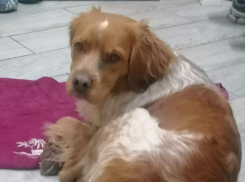 «Он очень добренький и совсем один»: в Волжском ищут сбежавшего пса Тимошку, которому нужна помощь