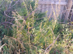 Полиция задержала накуренного жителя области с полутора килограммами наркотиков