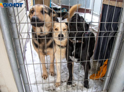 Волжанам рассказали, как защититься от бешенства