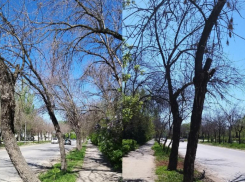 В Волжских скверах свирепствовала ясеневая златка: пришлось рубить под корень