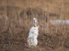 Жителя региона охота оставила без добычи, ружья и автомобиля 