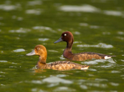 Белоглазый нырок редкий гость в окрестностях Волжского