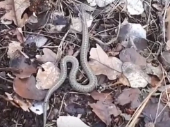 Встречу с толстой и неспешной гадюкой записала на видео волжанка