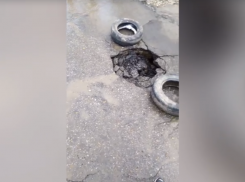 Асфальт провалился на одной из центральных улиц Волжского: видео