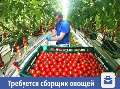 Крупная фирма ищет сборщика овощей в Волжском