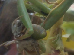 Видео с кровожадным богомолом, который лакомился живой жертвой, записал волжанин