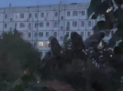 «Жалко их, умрут ведь», - волжанка о совах под окнами многоквартирного дома