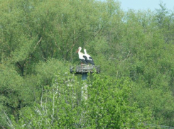 Краснокнижные белые аисты начали гнездиться в Волгоградской области