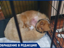 «Через 3 дня собака бы умерла», - хозяйка об ампутации лапы после лечения в клинике Волжского