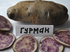 «Бесценный» картофель продолжает дорожать