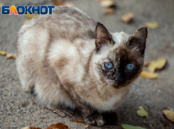 В день сиамской кошки небо будет хмуриться 