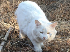 Белочке грозит двойное предательство
