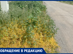 Переносчик вирусов заполонил улицы Волжского: жители бьют тревогу