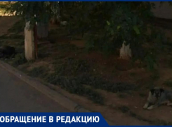  «Накинулись просто так»: волжанин стал жертвой стаи бездомных собак на улице 87-й Гвардейской Дивизии
