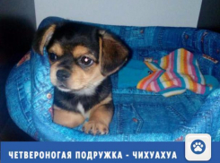 Приобрести четвероногую подружку-чихуахуа можно в Волжском