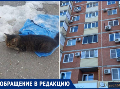 Переломаны лапы, разбита мордочка: в Волжском сосед убил чужого кота броском в окно