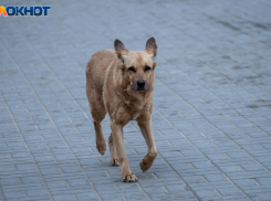 Бездействие властей Волгоградской области привело к нашествию собак: прокуратура требует от глав муниципалитетов заняться отловом
