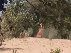 Онанист пугает людей на пляже Волжского