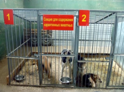 Приюту нужна карантинная зона