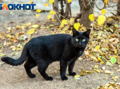 Зачем волжанам гладить черных котов на Лаврентия