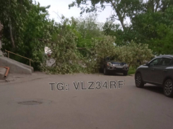 Дерево рухнуло на крышу машины во дворе Волжского 