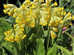 Разыскивается первоцвет: особые приметы – желтый цвет