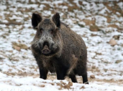 Браконьер из Волгограда убил косулю и кабана в Ленинском районе