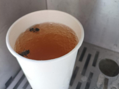 В Волжском автомат наливает воду с осами и пчелами