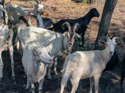Удивительные гости посетили сегодня «Волжский абразивный завод»