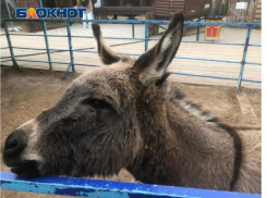 В Волжском появился упрямый осел Гришка с большими ушами